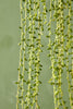 String of Bananas