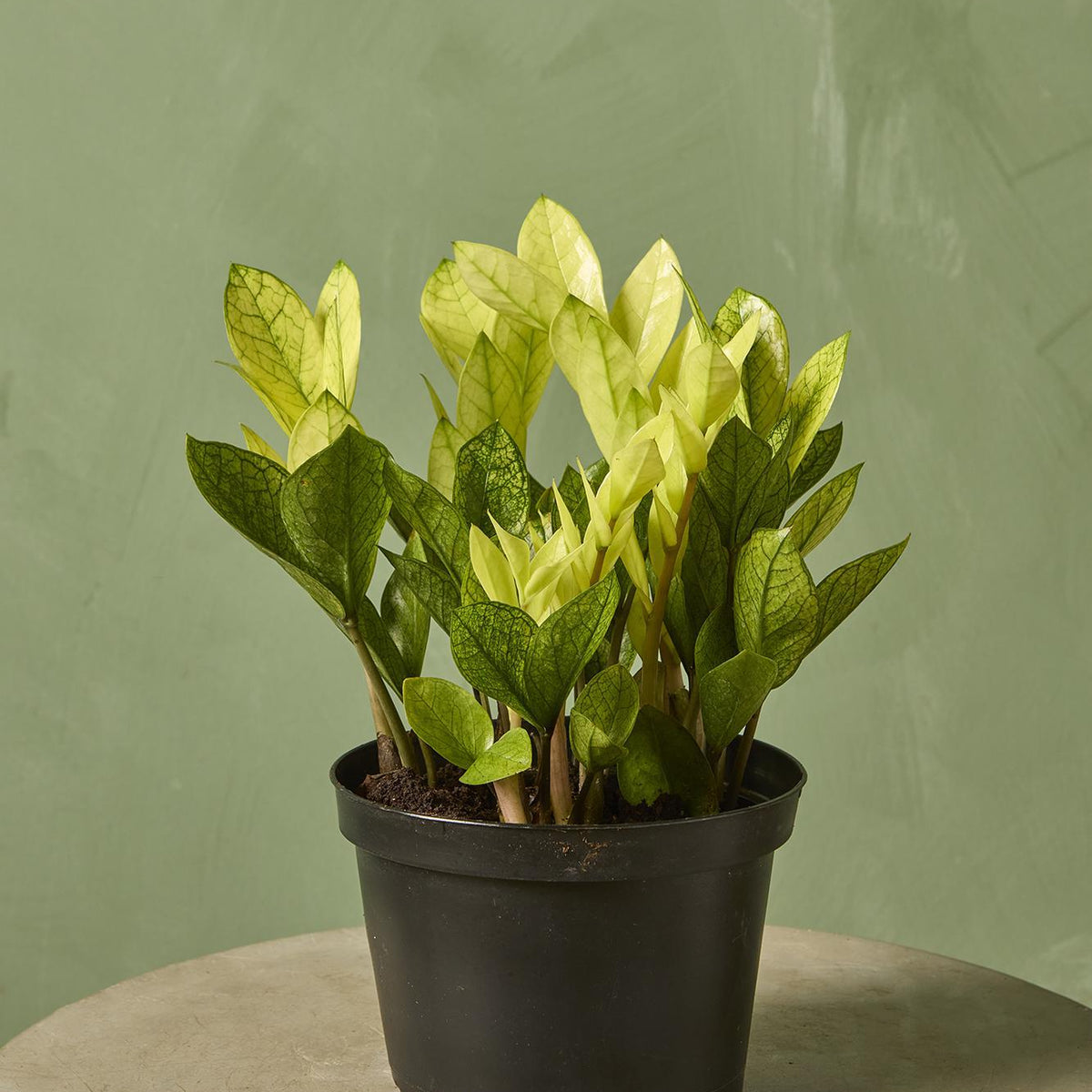 chameleon zz plant lowes ZZ Plant 'Chameleon'