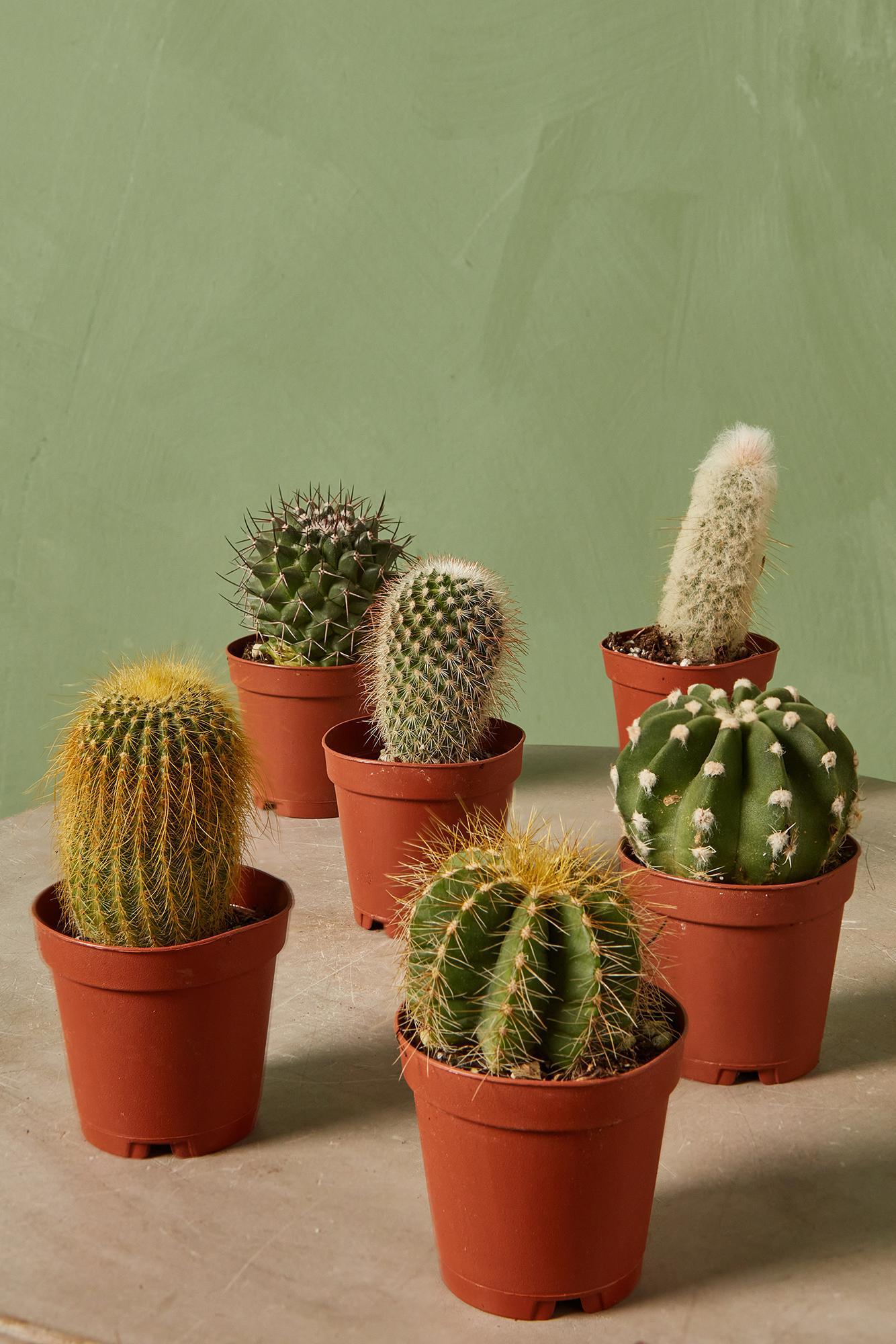 Assorted Cactus