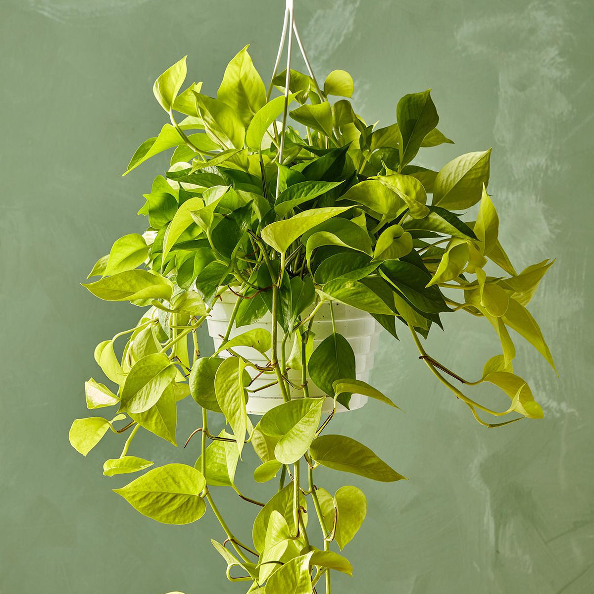 Neon Pothos