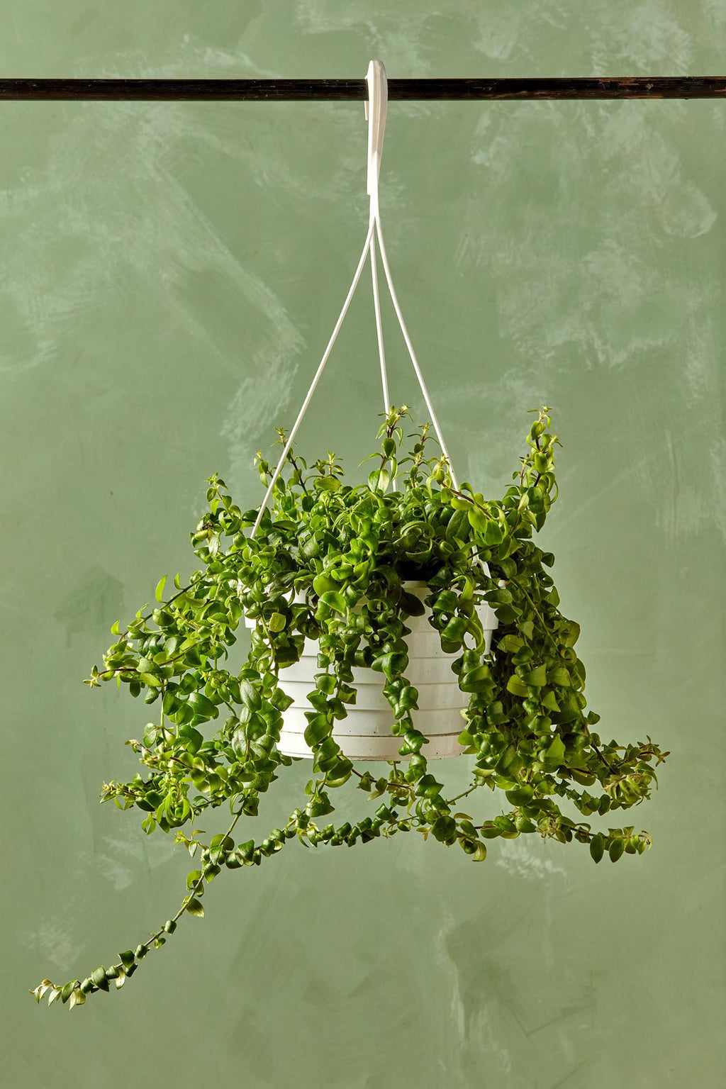lipstick plant hanging basket Twisted Lipstick Plant