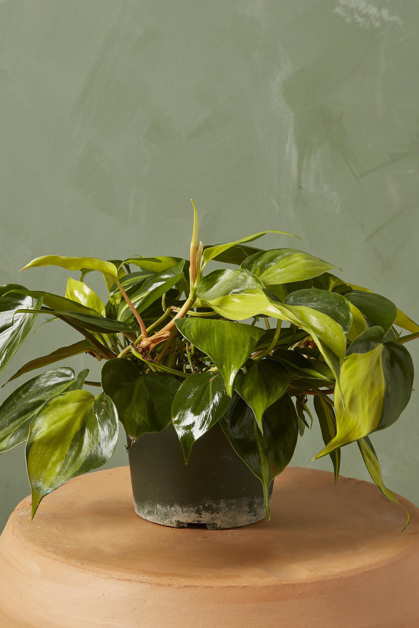 Philodendron 'Brasil'