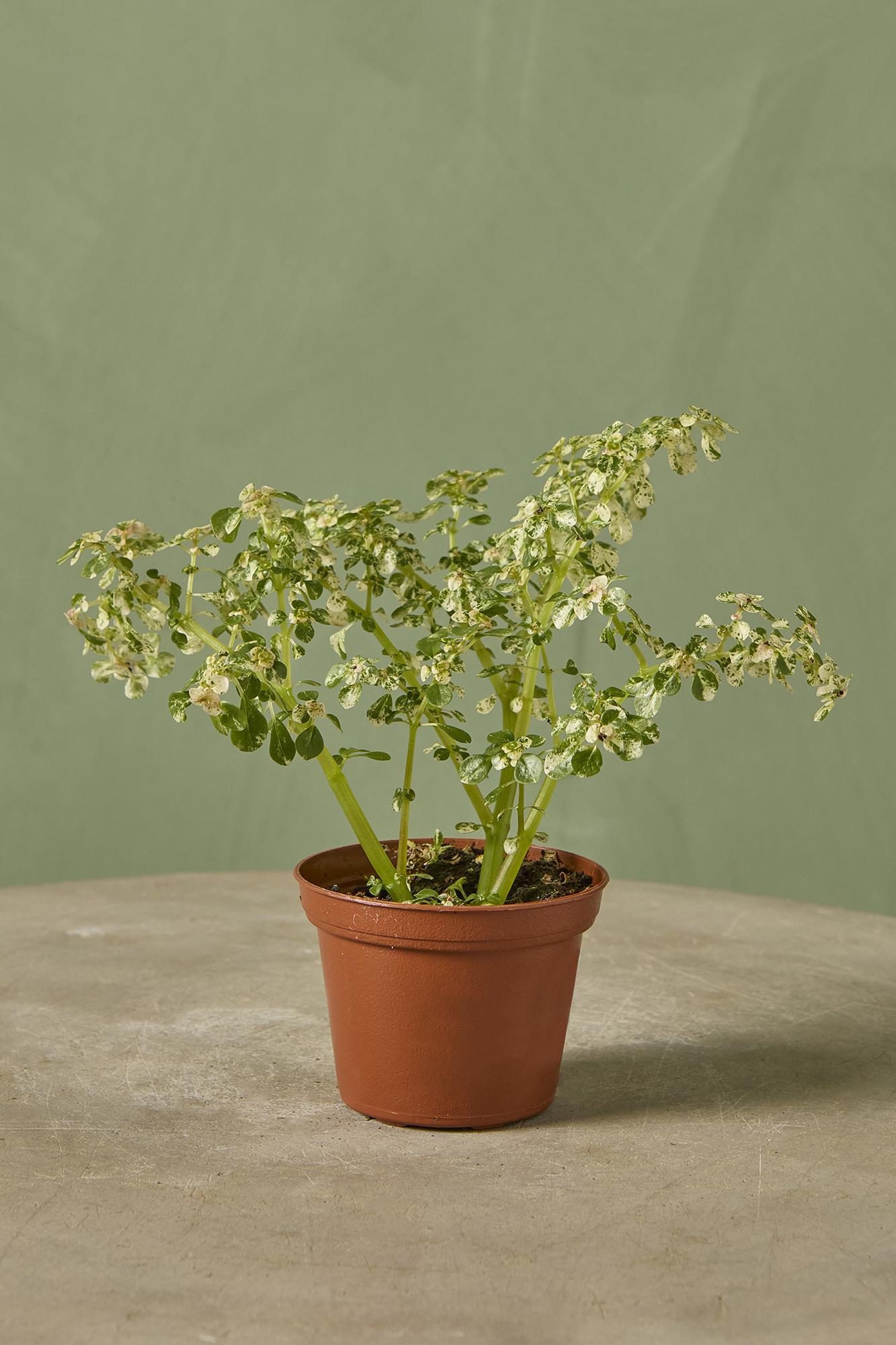 Artillery Fern