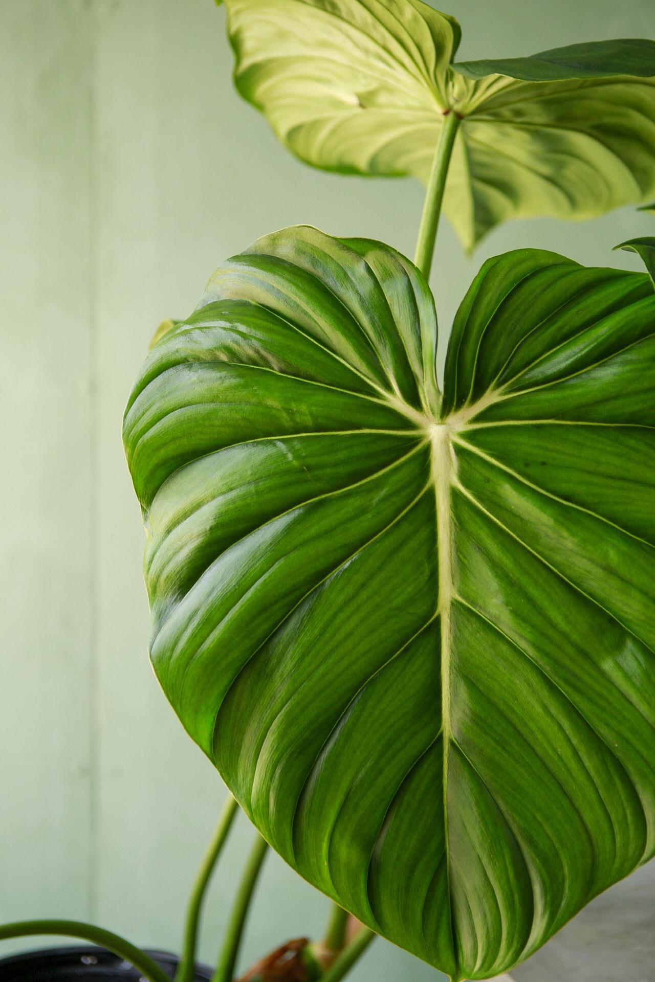 Philodendron 'Gloriosum'