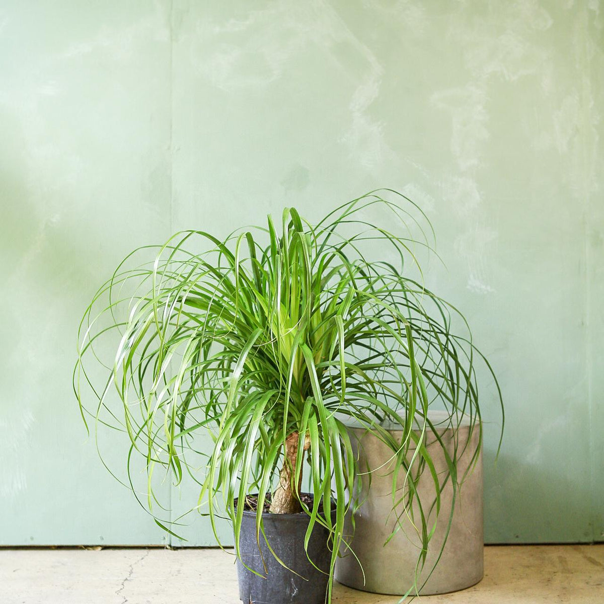 ponytail palm aspca Ponytail Palm