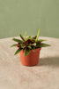 Peperomia 'Rosso'