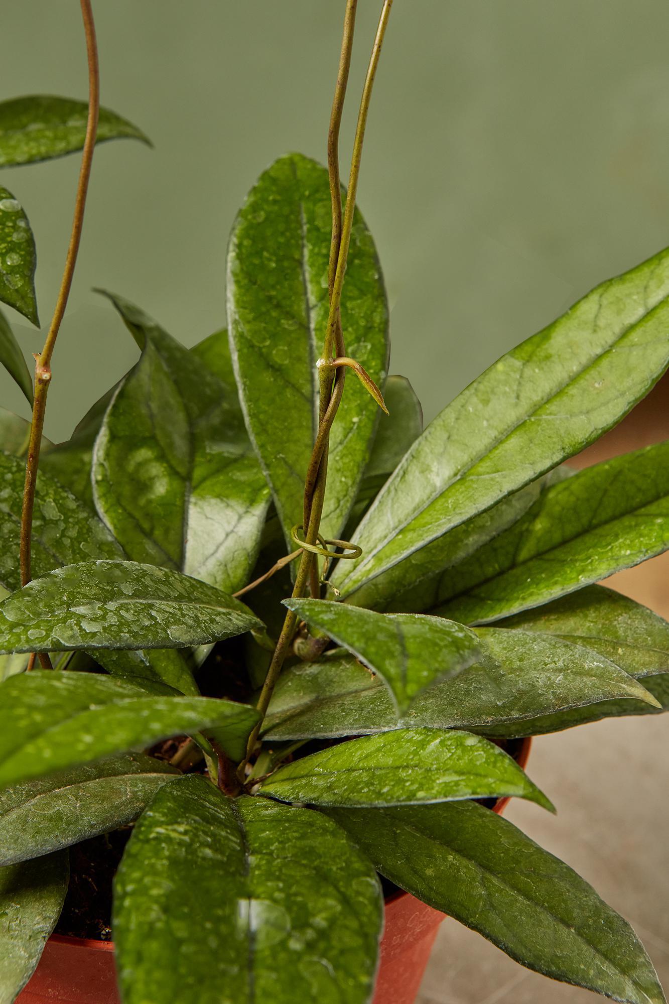 Hoya crassipetiolata