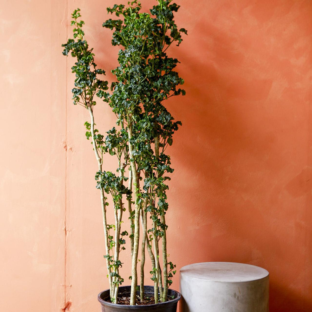 aralia plant indoor or outdoor Aralia 'Black'