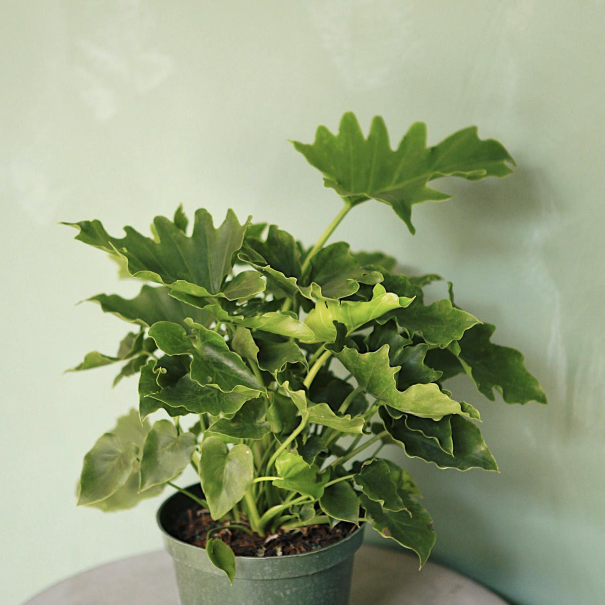 Philodendron 