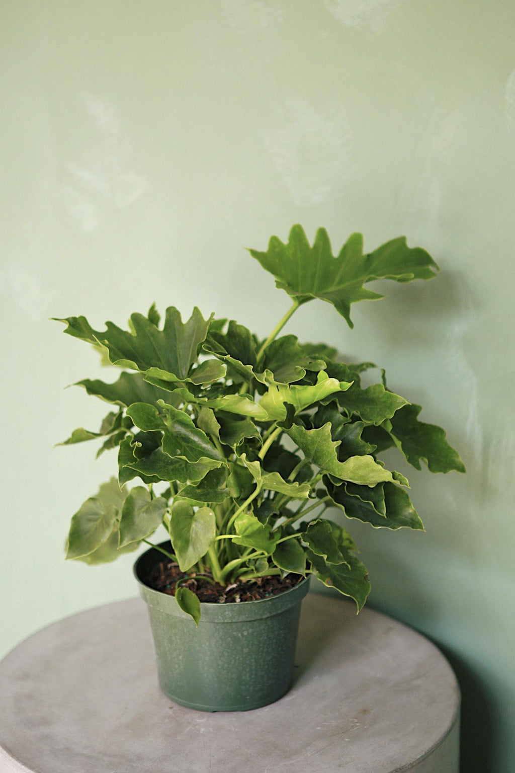 philodendron shangri la variegated Philodendron 