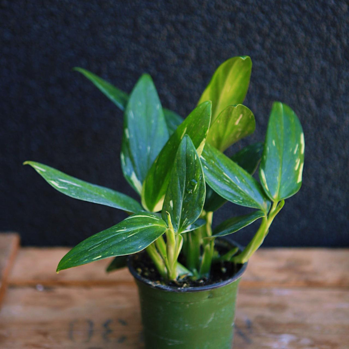 Monstera standleyana 'Albo'