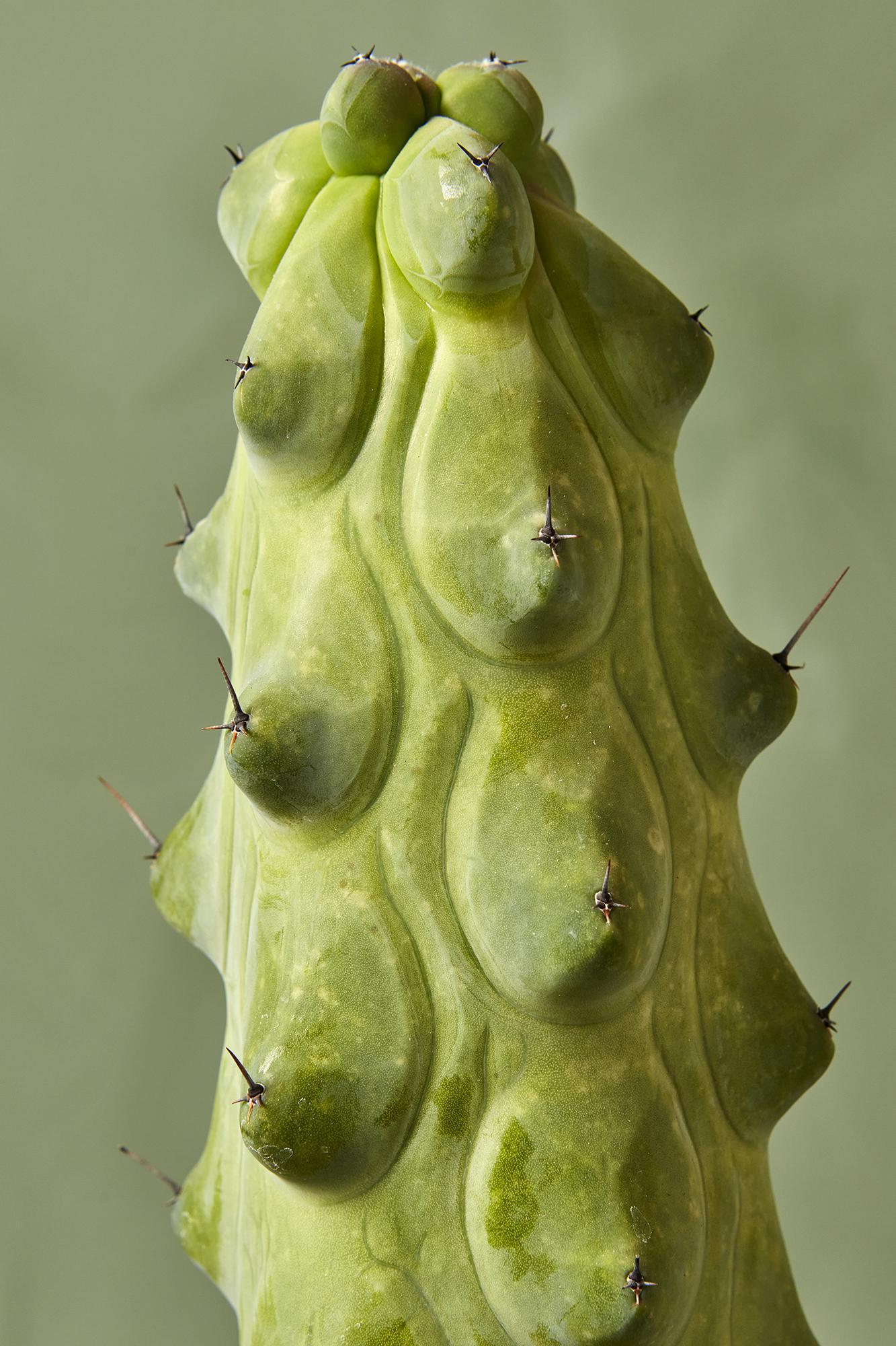 Boobie Cactus