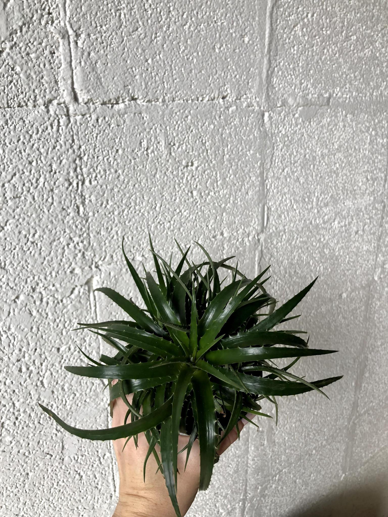 Dyckia 'Red'