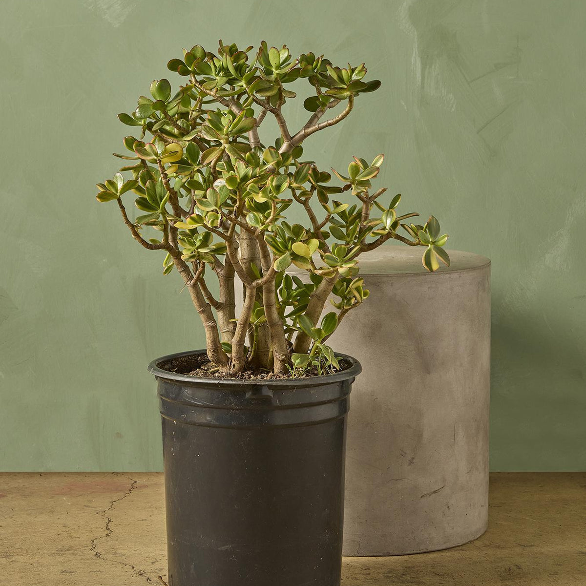 jade plant shade Jade Plant 4"