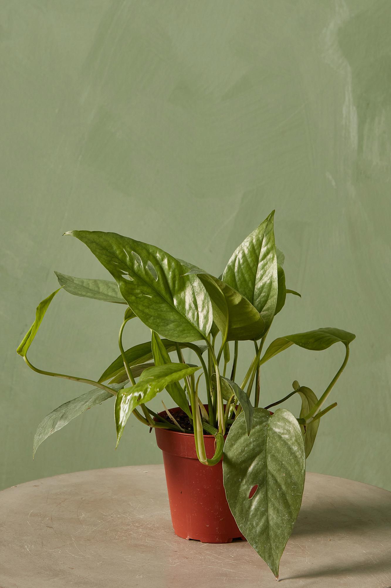 Philodendron 'Cebu Blue'