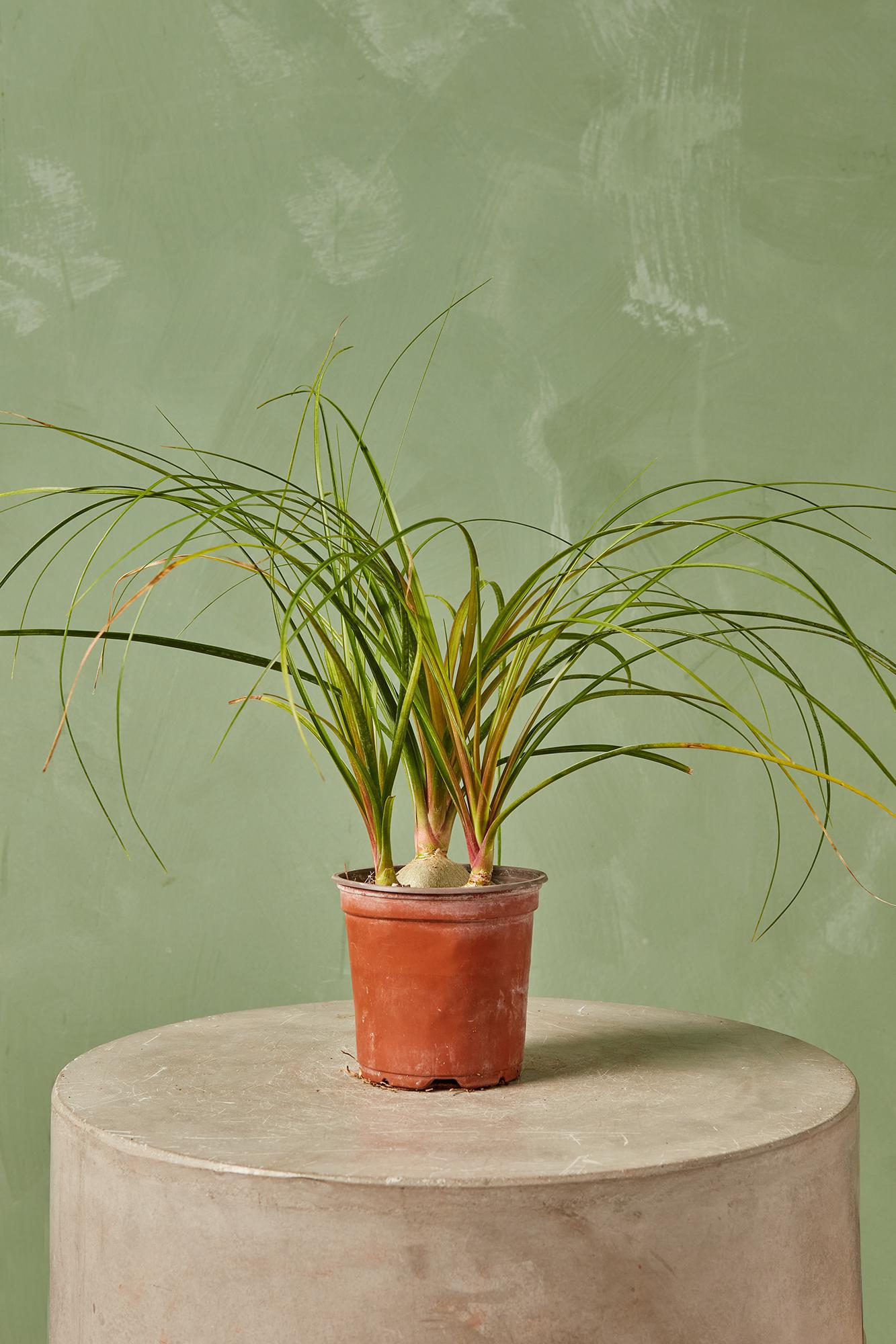 Ponytail Palm