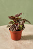 Peperomia 'Silver-Red'