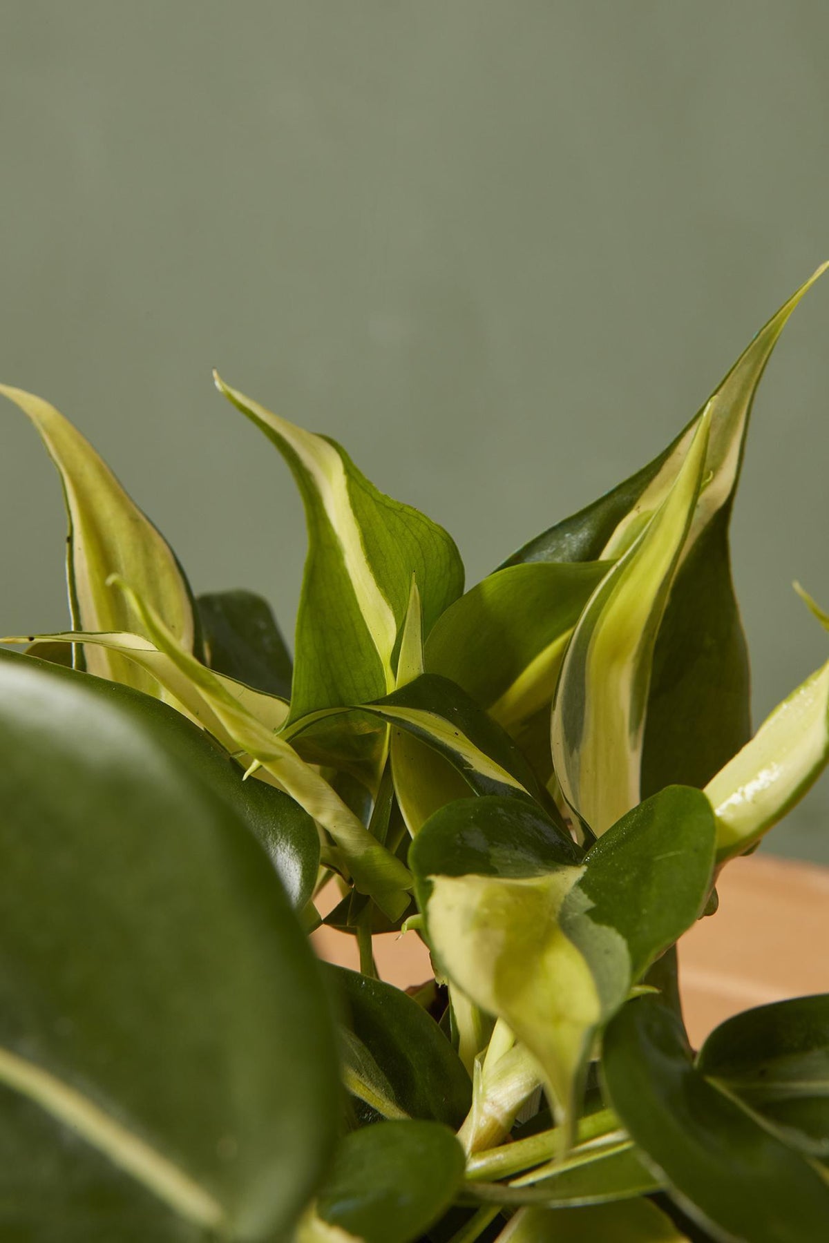 Philodendron Rio Rotten Philodendron 'Rio'