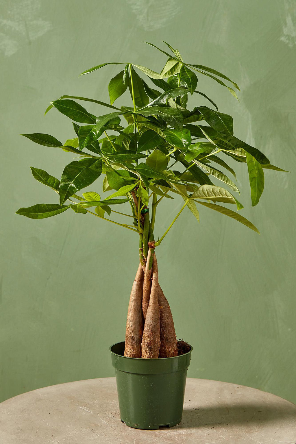 do money trees exist Money Tree
