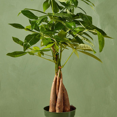 Money Tree