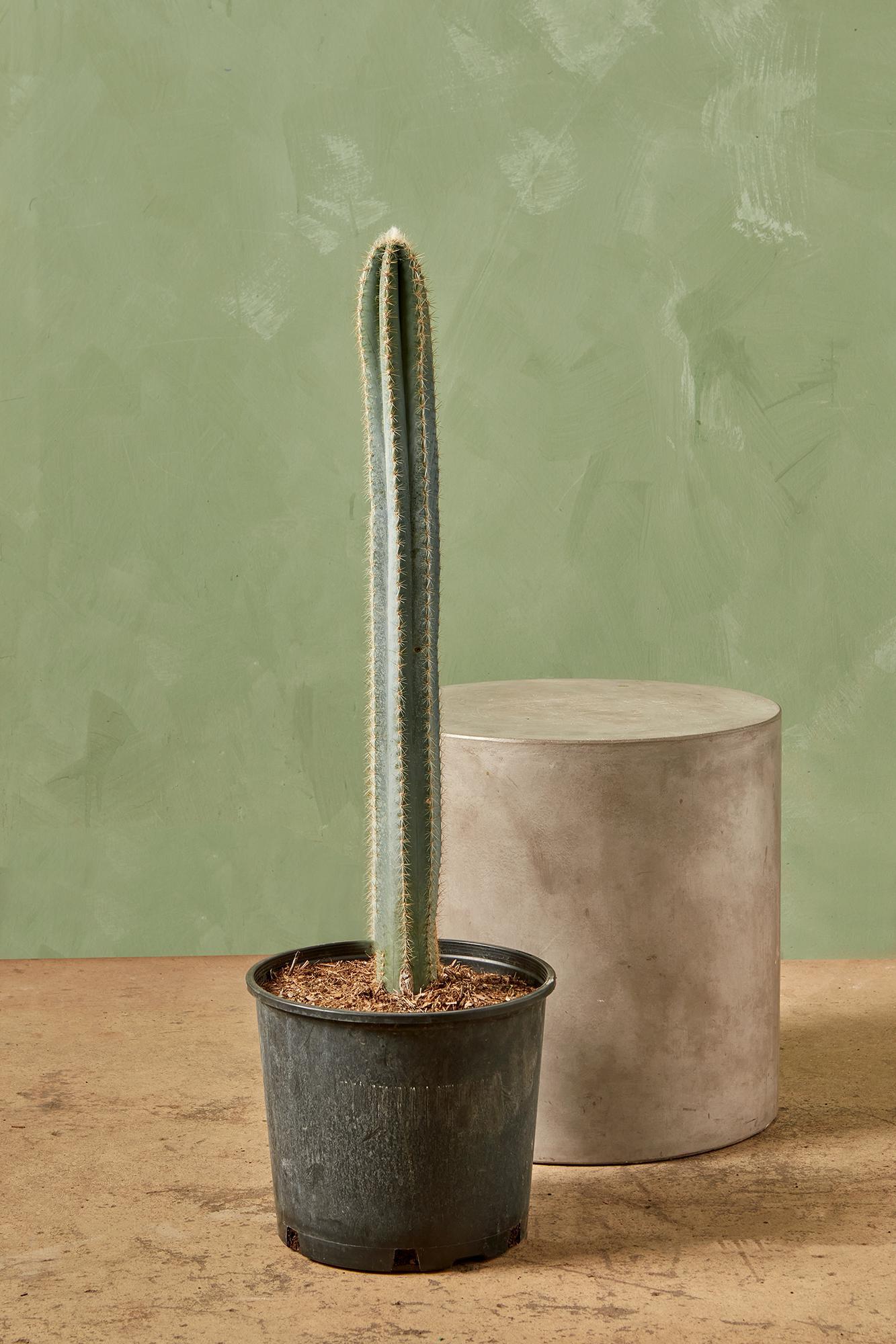Pilocereus Cactus