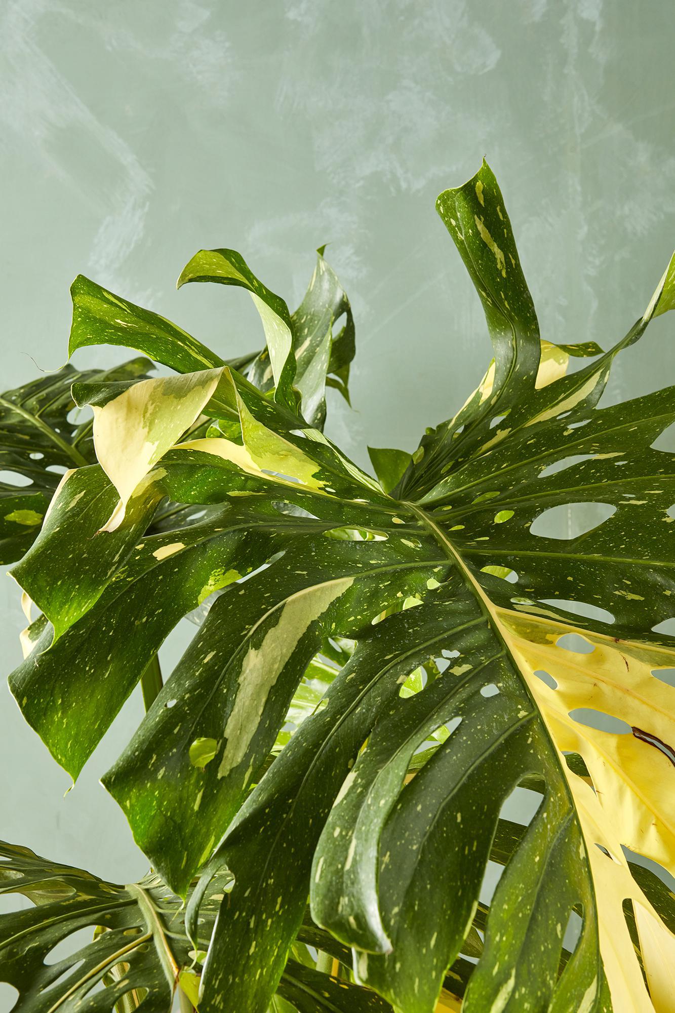 Monstera 'Thai Constellation'