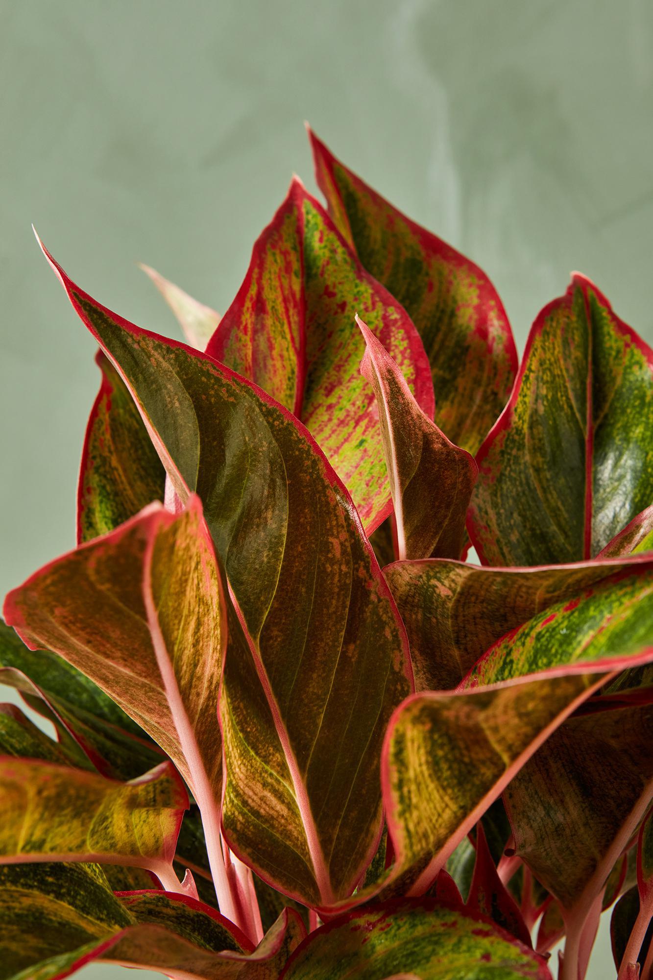 Aglaonema 'Mischa'