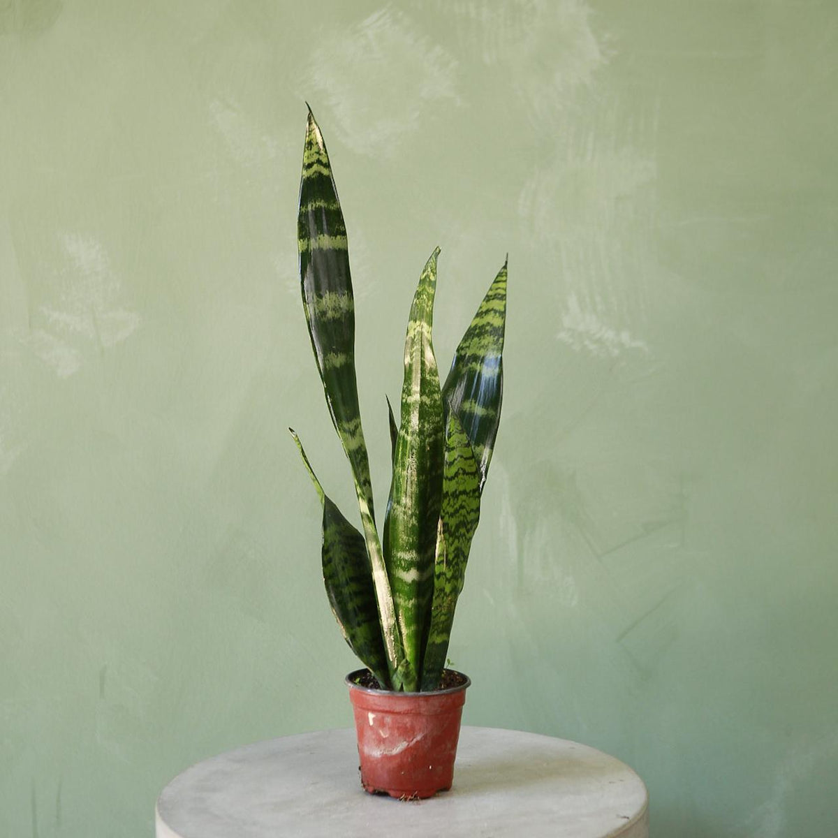 black coral snake plant Snake Plant 'Black Coral'