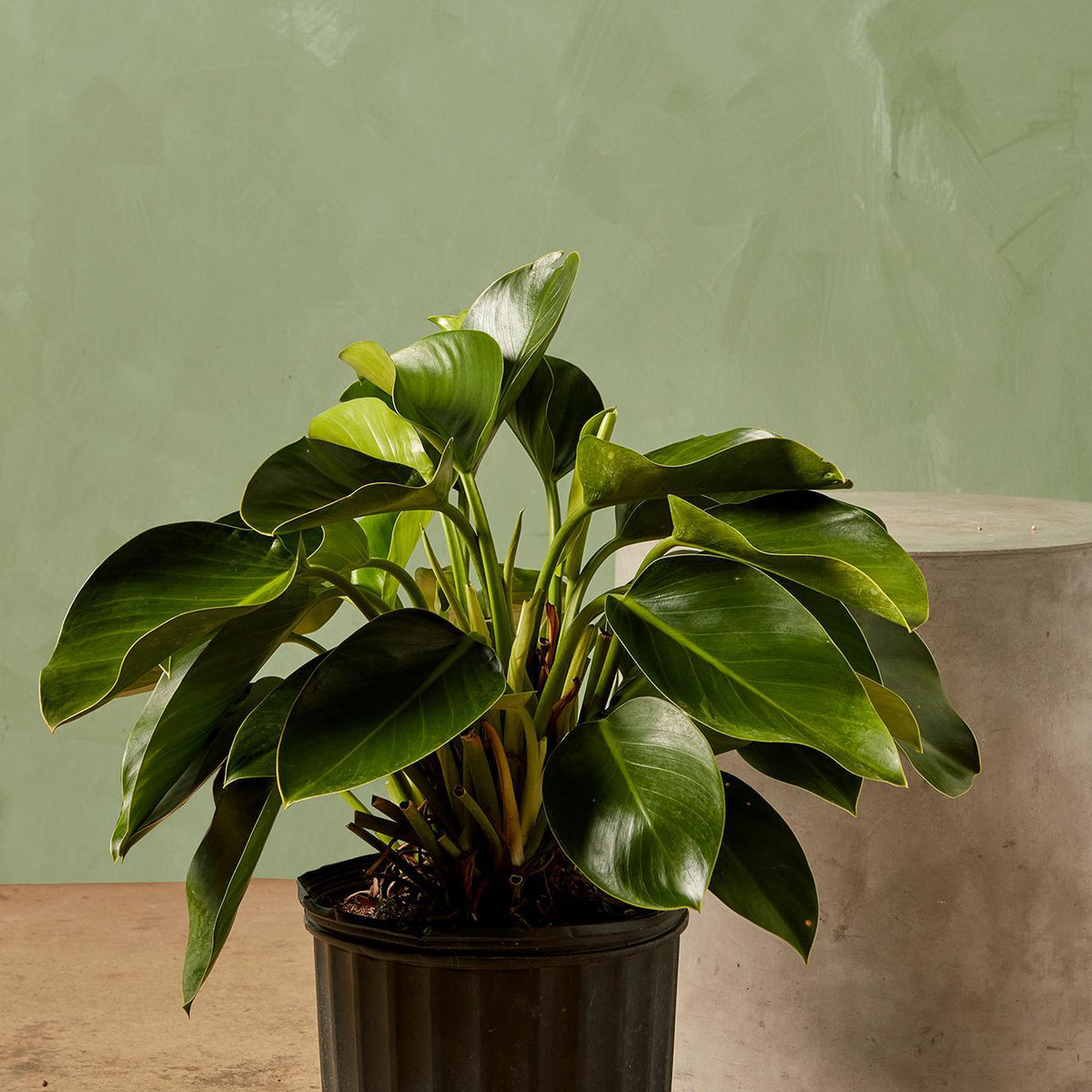 Philodendron 'Green Congo'