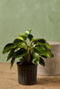 Philodendron 'Green Congo'