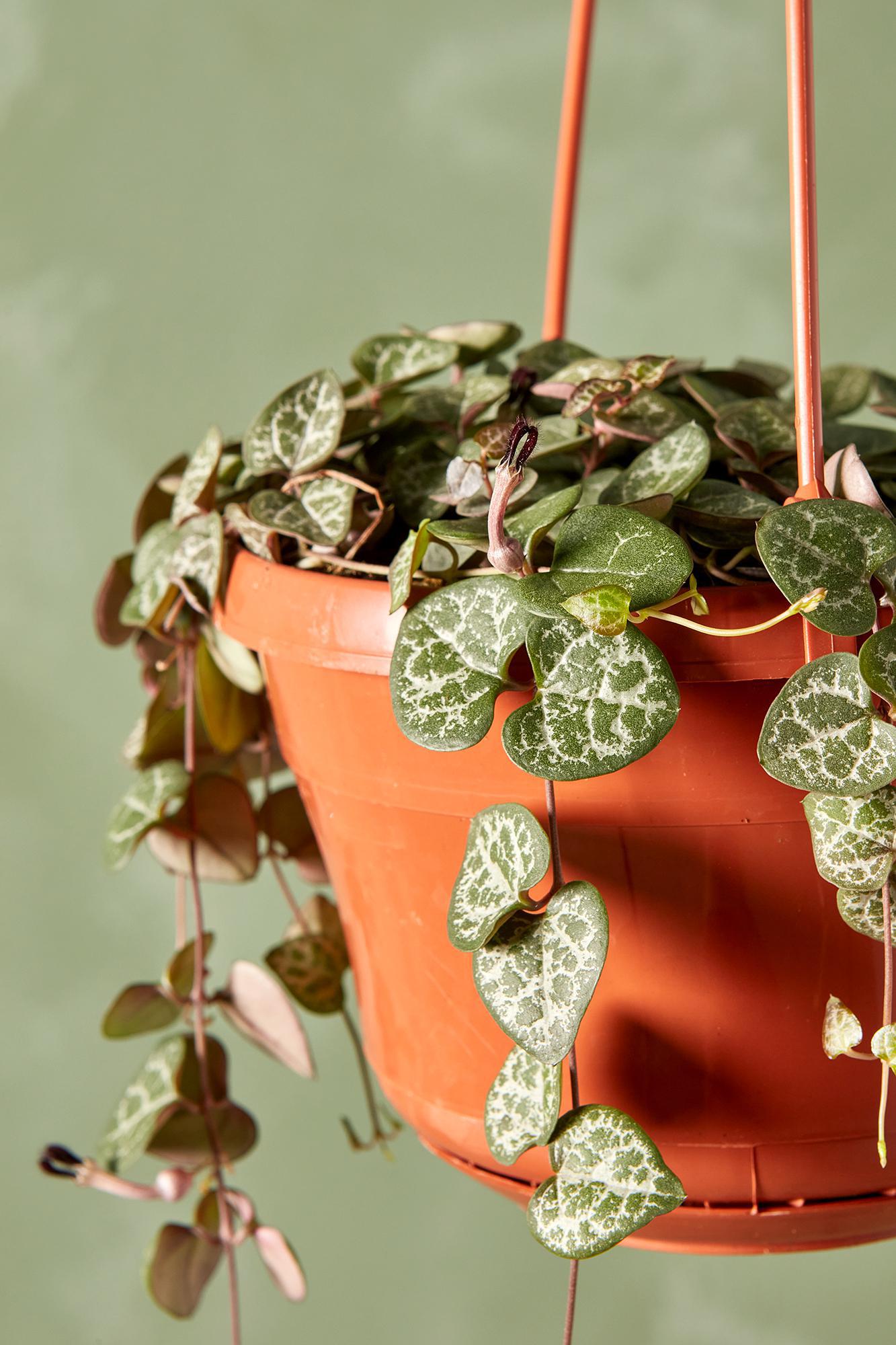 String of Hearts 'Green'