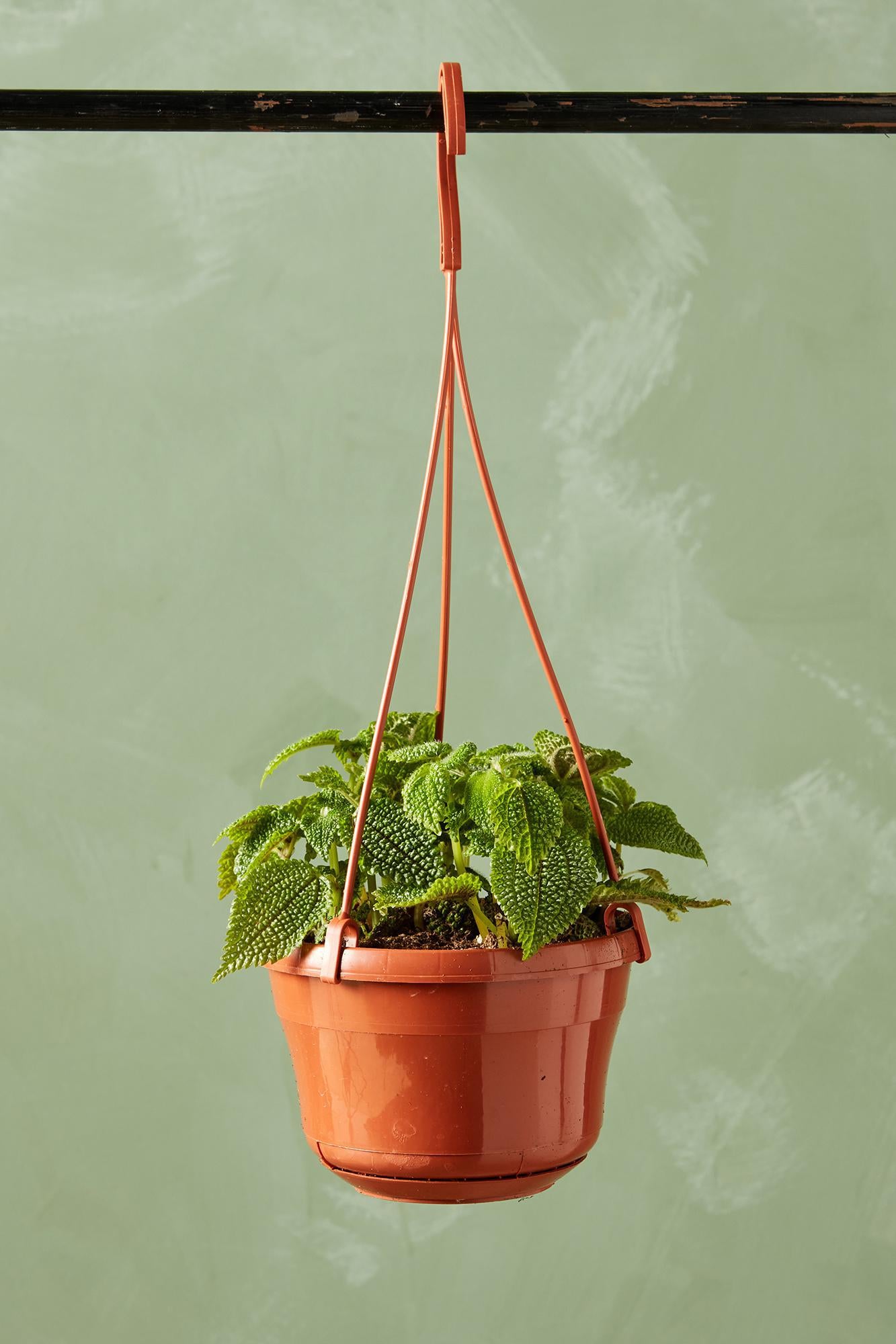 Pilea 'Moon Valley'