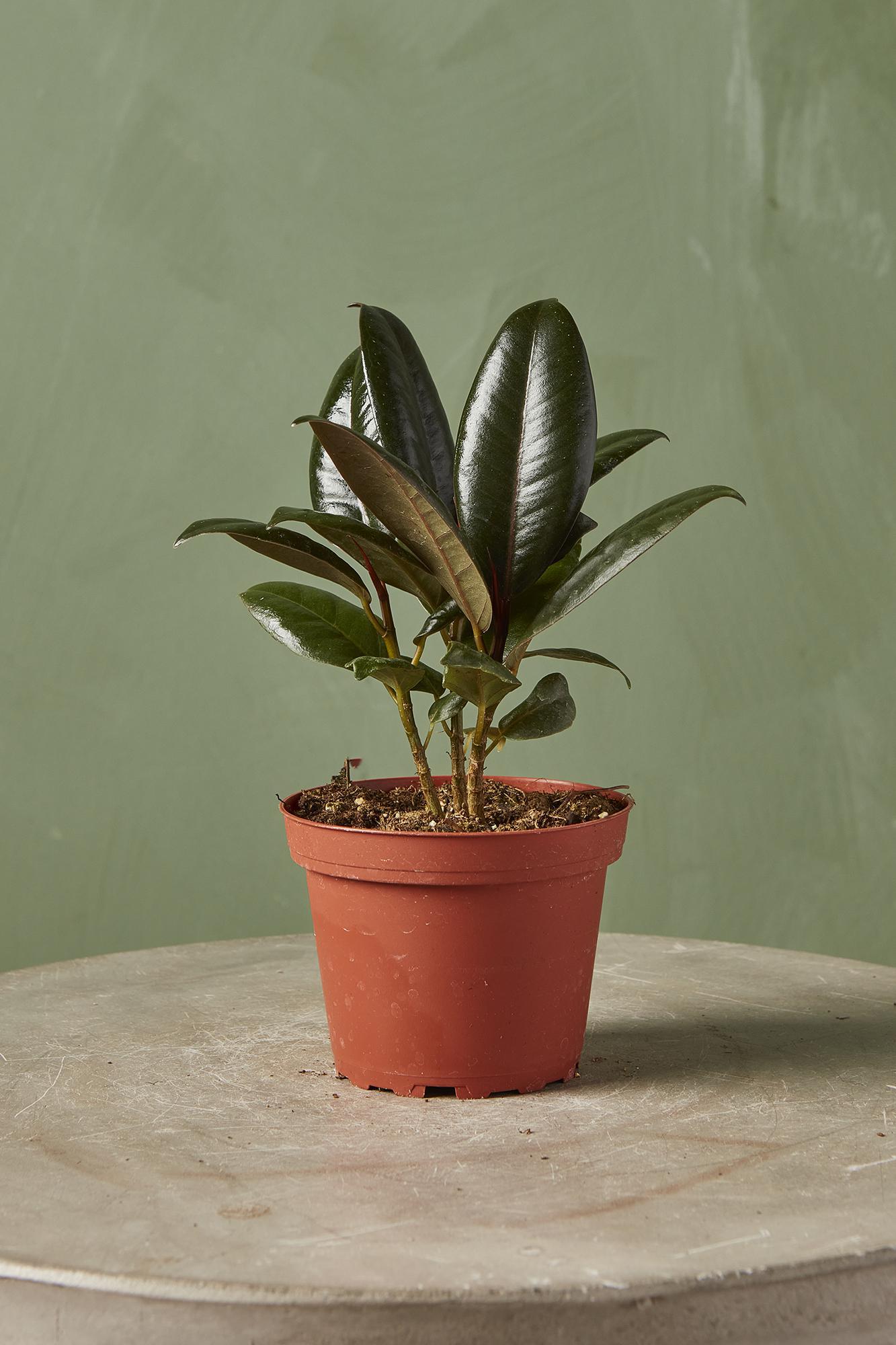 Rubber Plant 'Burgundy'