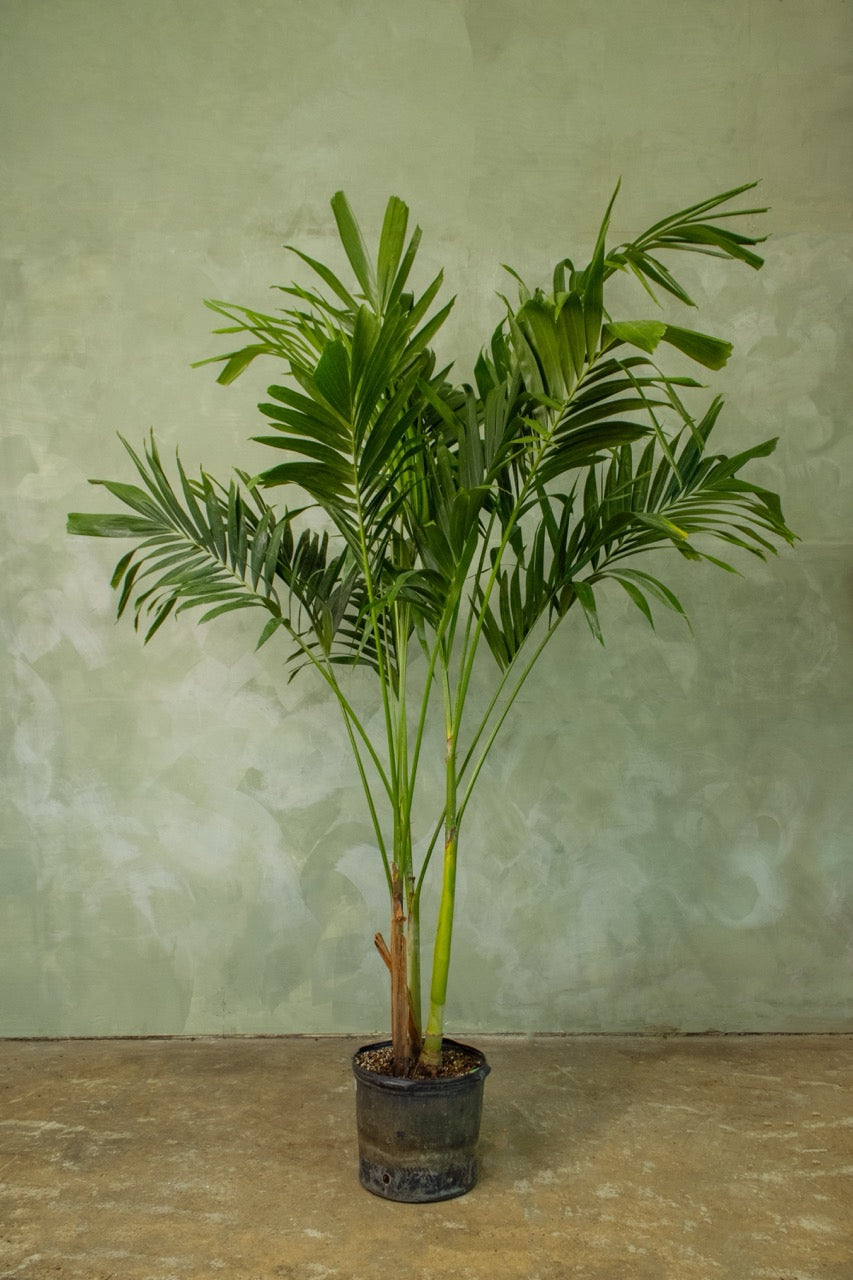 14" Adonidia Palm