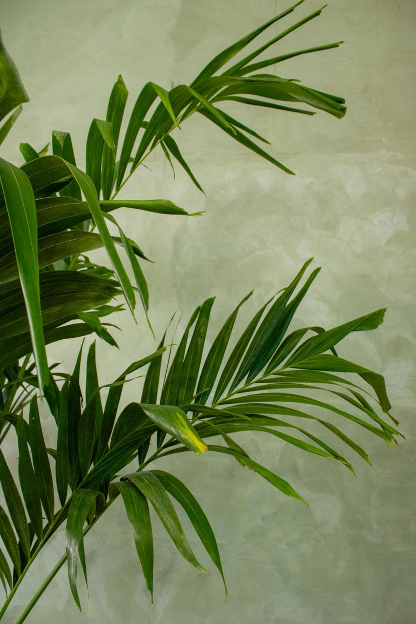 14" Adonidia Palm