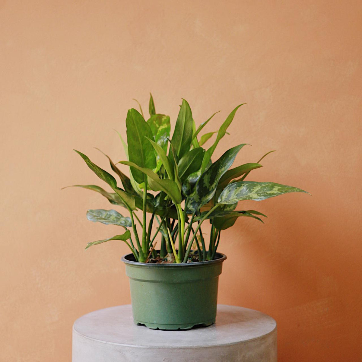 Aglaonema 'Emerald Beauty'