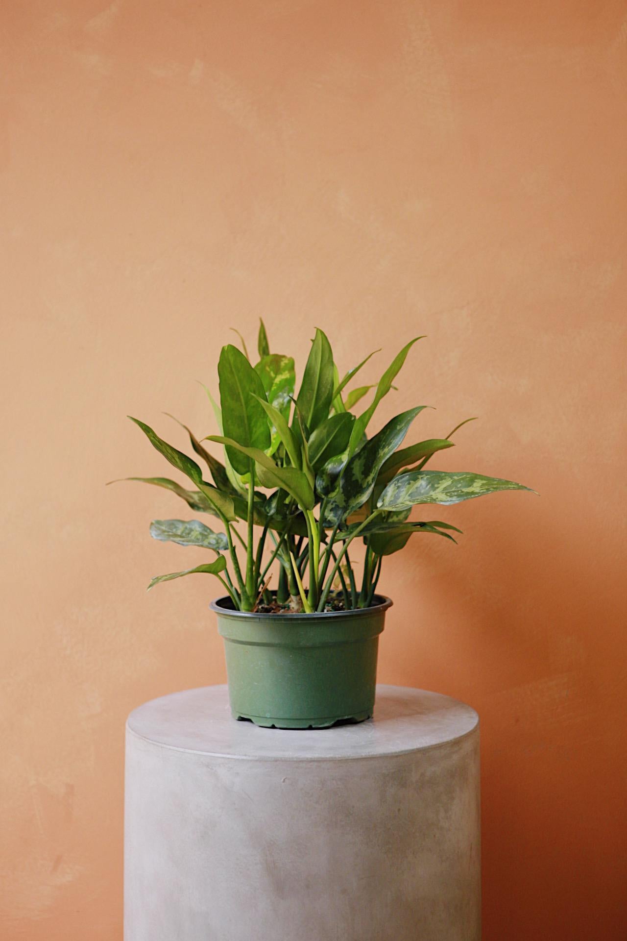 Aglaonema 'Emerald Beauty'