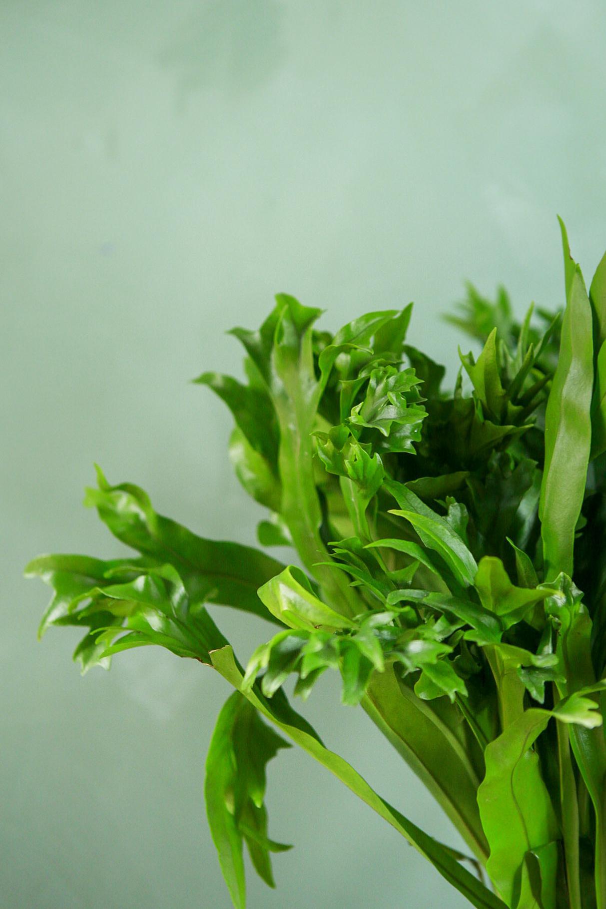 Elkhorn Fern