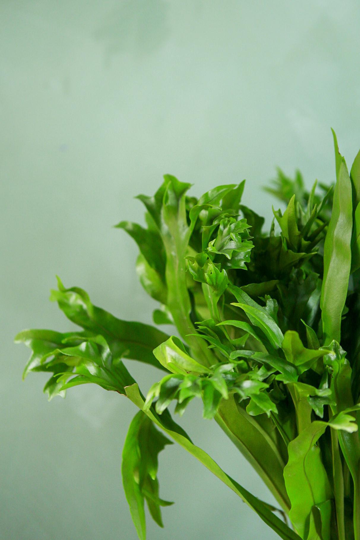 Elk Horn Fern