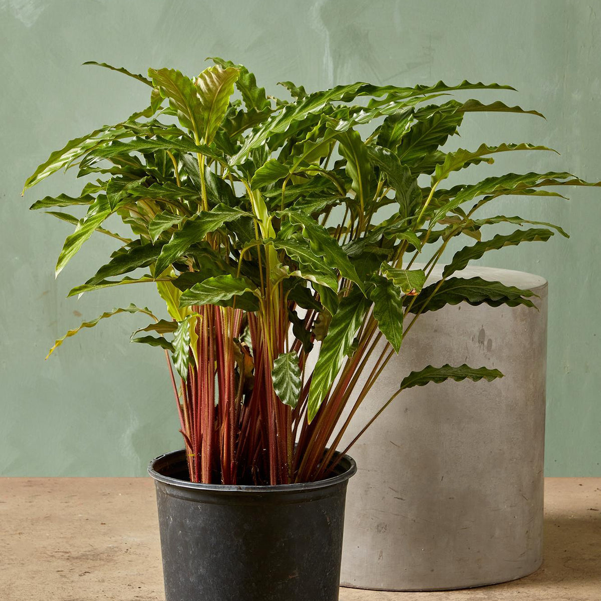 Calathea 'Bluegrass'