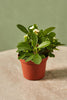Crown-of-thorns