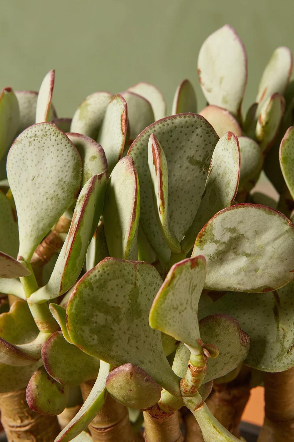 Silver Dollar Jade