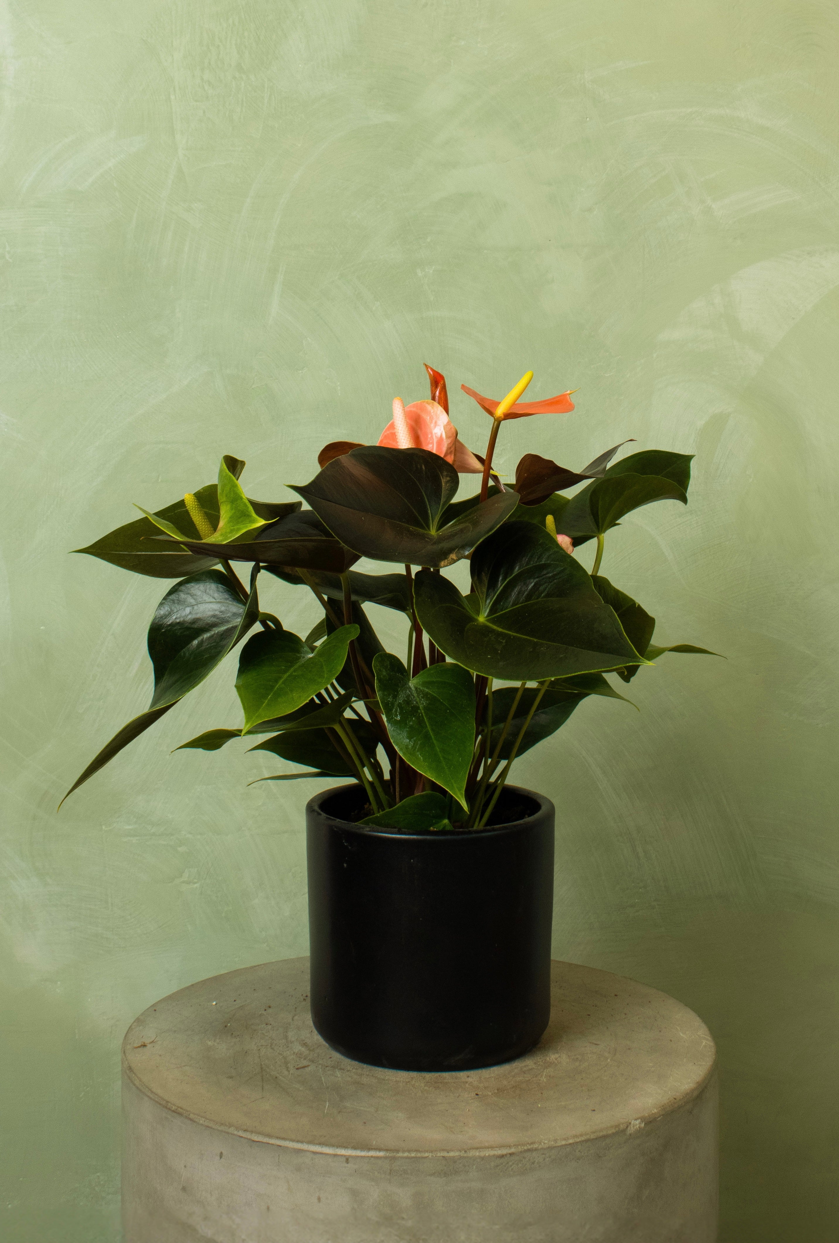 Potted 6" Anthurium 'Rainbow Champion'