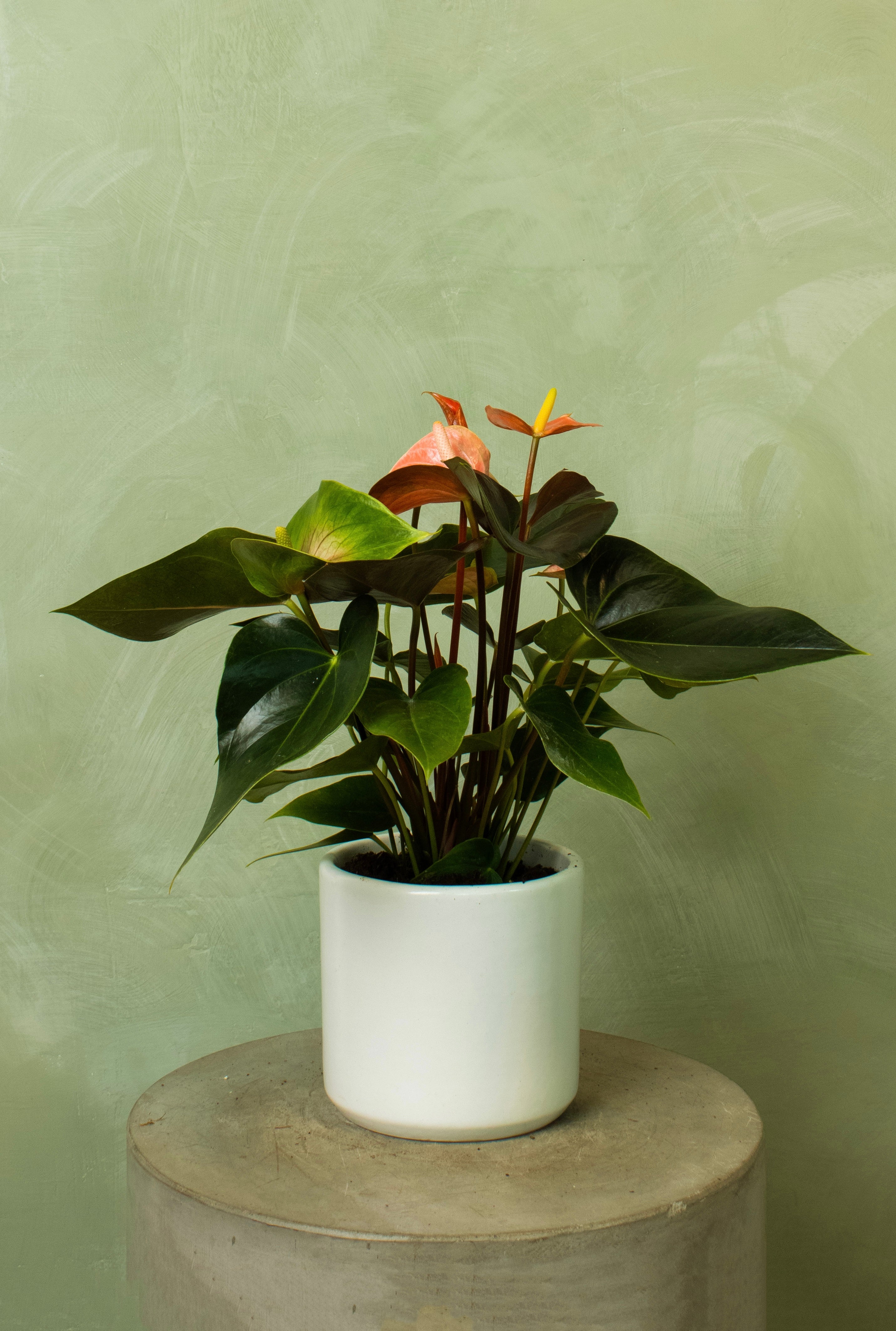 Potted 6" Anthurium 'Rainbow Champion'