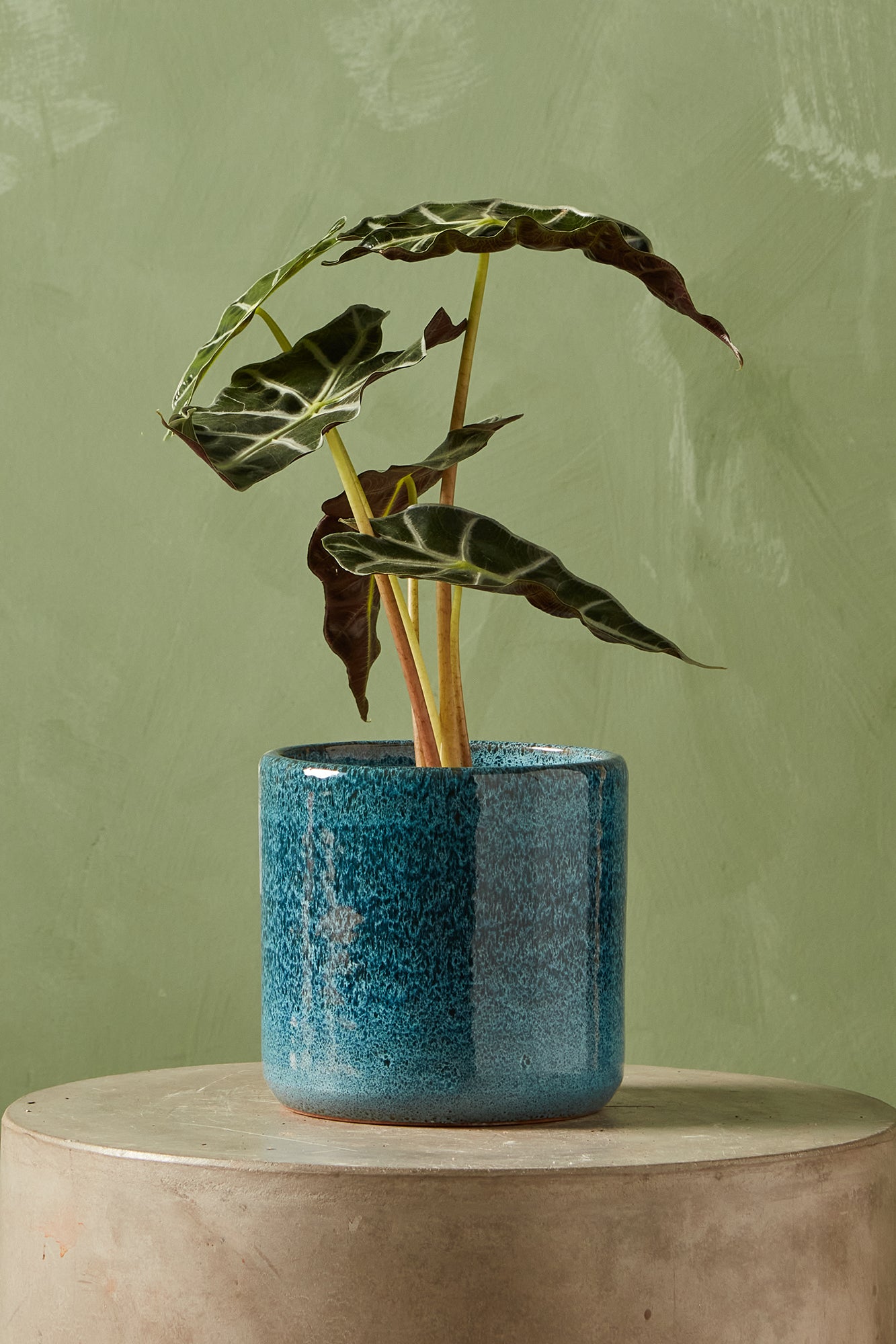 cylinder pot plant Clay Cylinder Planter