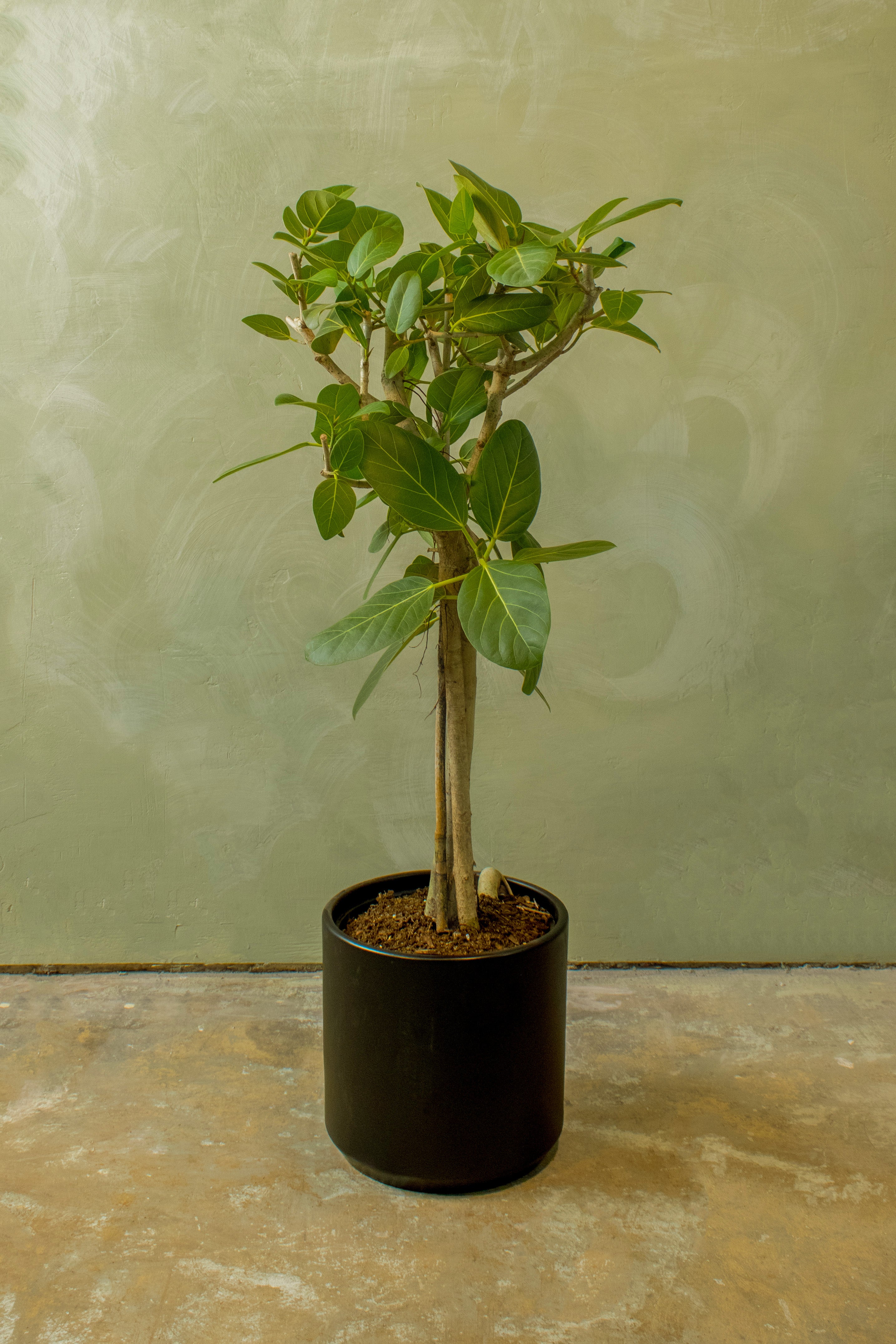 Potted 10" Ficus Audrey