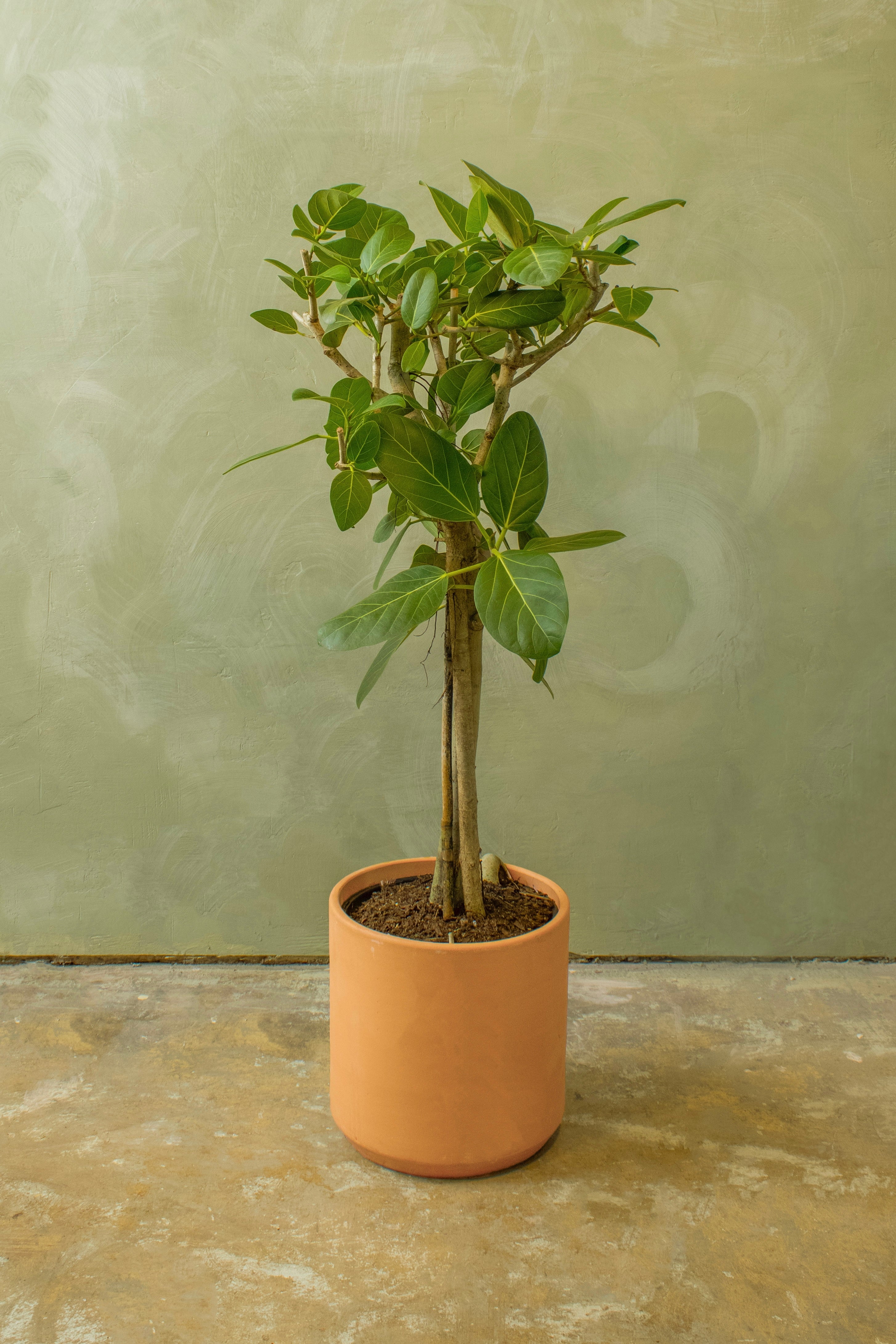 Potted 10" Ficus Audrey