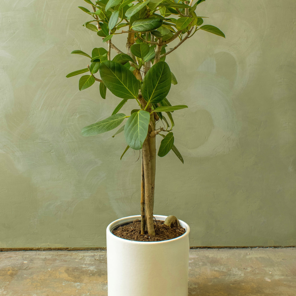 ficus audrey height Potted 10" Ficus Audrey