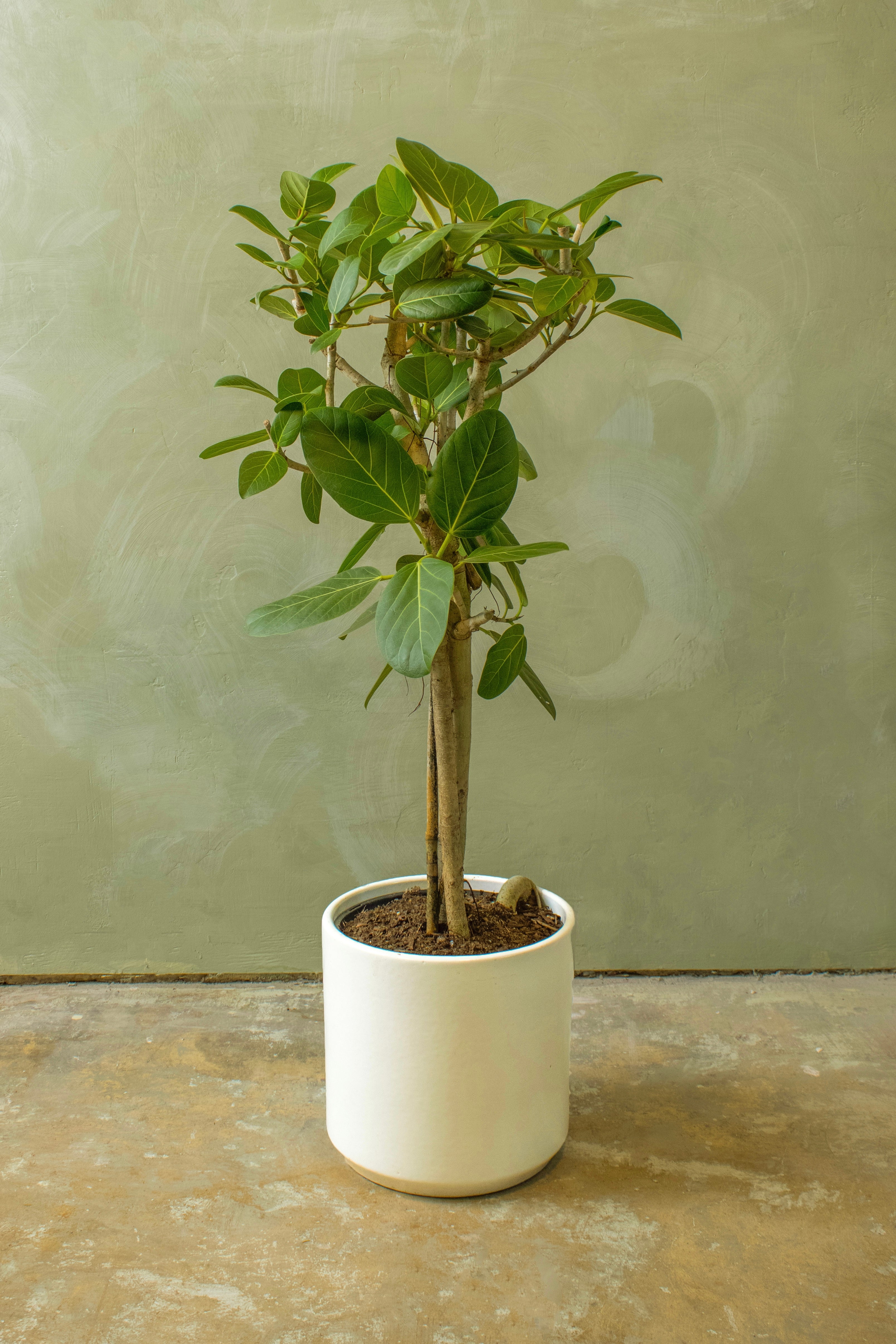 Potted 10" Ficus Audrey