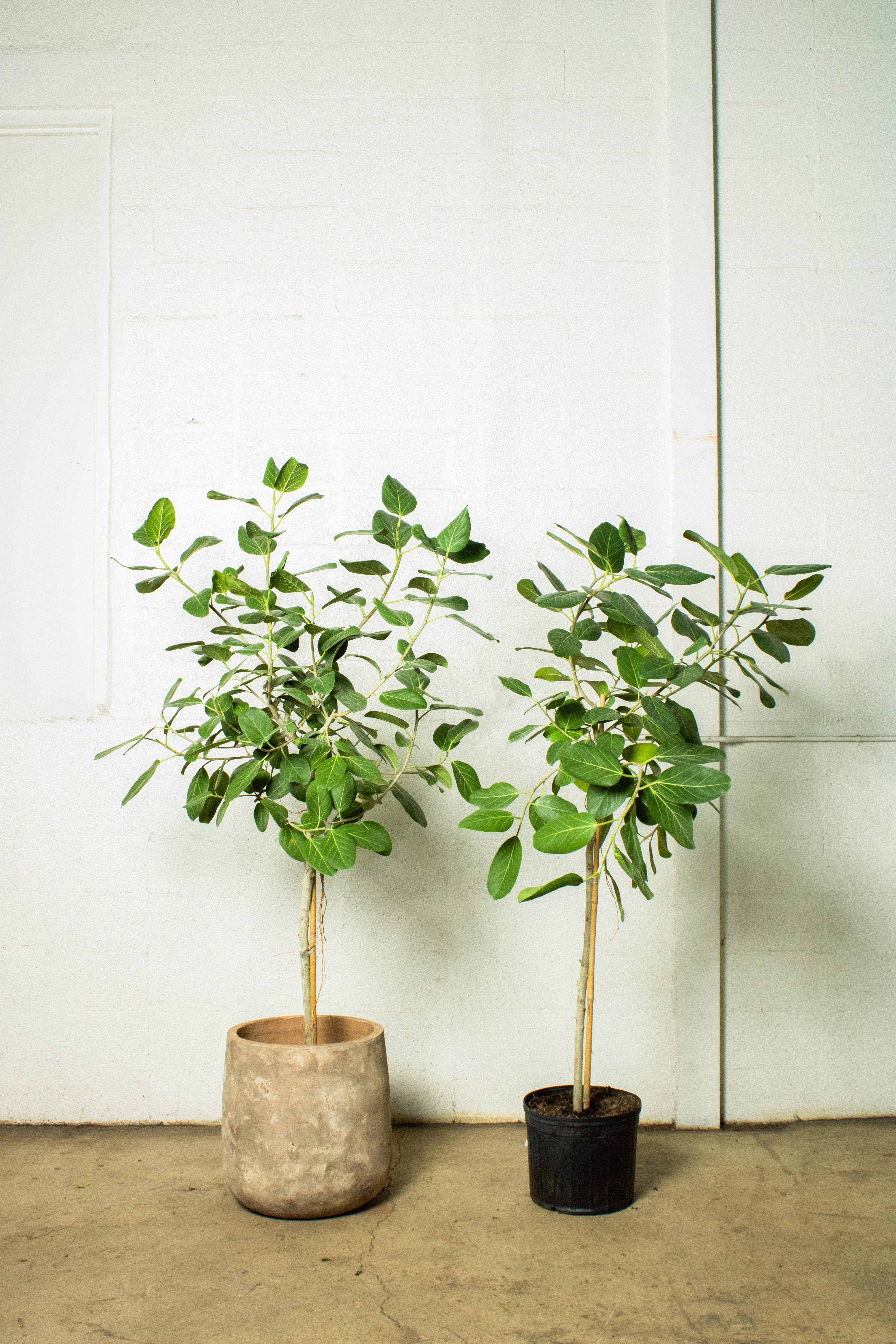 Ficus 'Audrey'